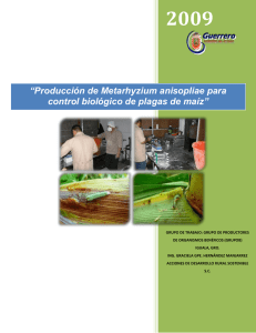 “Producción de Metarhyzium anisopliae para control biológico de