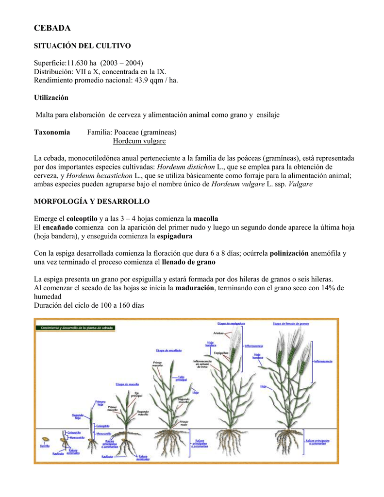 Helminthosporium sativum Barna levélfoltosság (Bipolaris sorokiniana = Helminthosporium sativum)