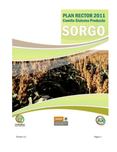 Chihuahua Sorgo