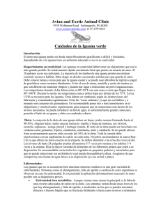 Cuidados de la Iguana Verde - Avian and Exotic Animal Clinic