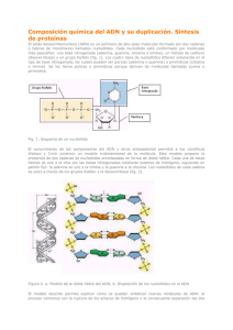 Composición química del ADN y su duplicación. Síntesis de