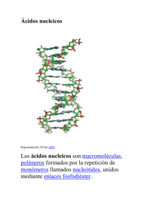 cido_nucleico