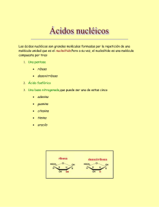 Los ácidos nucléicos son grandes moléculas formadas por la repetición... molécula unidad que es el nucleótido