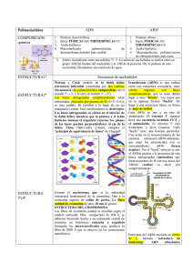 Polinucleótidos ADN ARN COMPOSICIÓN