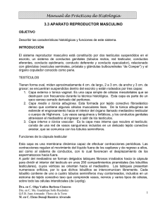 Manual de Prácticas de Histología 3.3 APARATO REPRODUCTOR MASCULINO