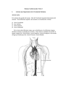Sistema Cardiovascular: Parte 3 I. Arterias mas Importantes de la Circulación Sistémica