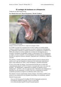 El contagio de bostezos en chimpancés