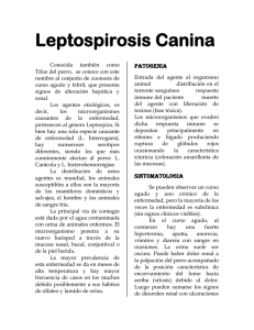 Leptospirosis Canina - schnauzer club argentino