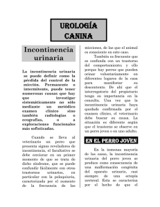 Incontinencia urinaria - schnauzer club argentino