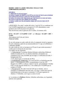 MADRID / JUNIO 12. LOGSE / BIOLOGIA / CELULA Y... COMPONENTES./OPCIÓN A  OPCIÓN A