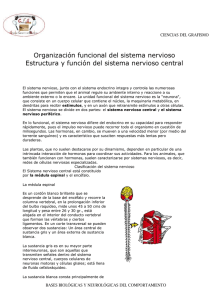 CIENCIAS DEL GRAFISMO Organización funcional del sistema