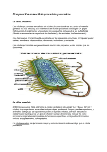 Comparación entre célula procariota y eucariota