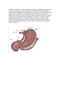 Estómago Localizado en el lado izquierdo del cuerpo, bajo el