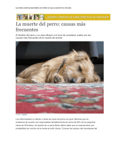 La muerte del perro: causas más frecuentes