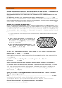 Microbiología Describa la organización estructural de un