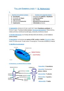 Taller Embriología 1: S. Nervioso