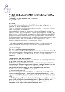 Leucemia Felina FELV