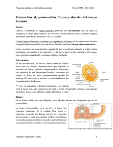 Sistema fascial, aponeurótico, fibroso y sinovial del cuerpo humano