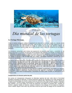 23 de mayo Día mundial de las tortugas La Tortuga