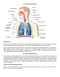 El sistema respiratorio. Respiracion: Por respiración generalmente
