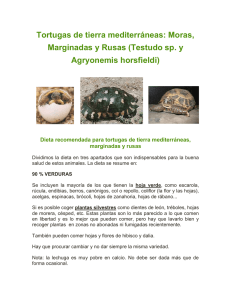 Tortugas de tierra mediterráneas: Moras, Marginadas y Rusas