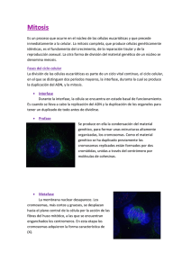 Mitosis - amebanature