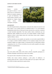 EJEMPLOS FLORA RIBERA NAVARRA  Quercus coccifera