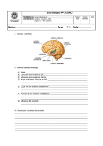 I.-  Cerebro y cerebelo II.- Sobre el cerebelo investiga: