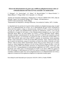 Agrobacterium-Mediated Transformation of Olive (Olea
