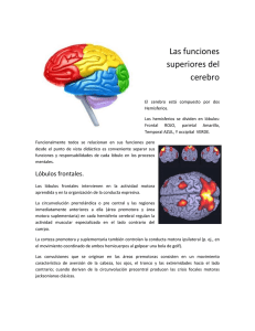 Las funciones superiores del cerebro