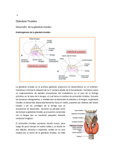 Glándula Tiroides