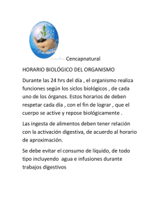 Cencapnatural HORARIO BIOLÓGICO DEL ORGANISMO Durante