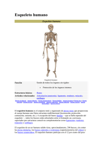 Esqueleto humano  Función Estructuras básicas