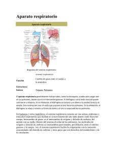 Aparato respiratorio  Función Estructuras