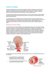 Arterias carótidas
