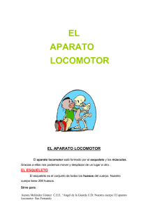 el_aparato_locomotor