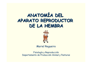 4. Anatomia del aparato-reproductor-animales