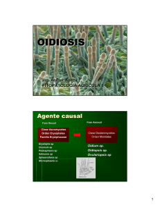 1 oidiosis