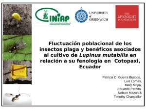 Fluctuación poblacional de los insectos plaga y benéficos asociados Lupinus mutabilis