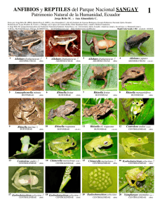 502 Guia Anfibios y Reptiles de Sangay a1.pdf