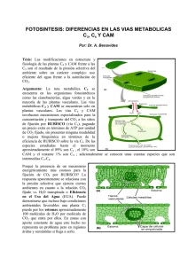 Fotosintesis prop plantas c3, c4, CAM