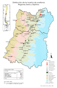 Distribución de los huertos de avellanos Regiones Sexta y Séptima