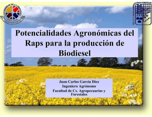 Potencialidades agronómicas del raps para la producción de biodiesel