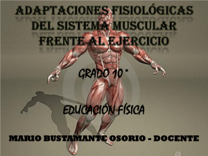 adaptaciones fisiolÓgicas del sistema muscular frente al ejercicio