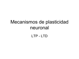 Mecanismos de plasticidad LTP - LTD.pdf
