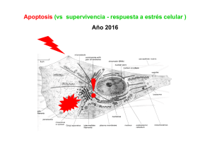 Teórica de apoptosis.pdf