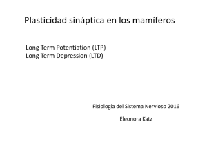 Plasticidad Sinaptica STP Y LTP.pdf