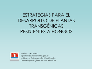 transgenicas resistentes a hongos.pdf