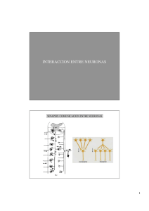 Teórica 5B. Interacciones interneuronales.pdf
