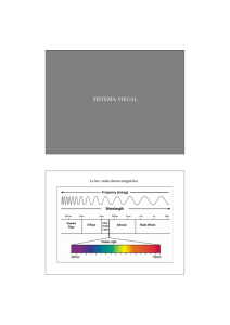 Teórica 9. Sistema Sensorial II.pdf